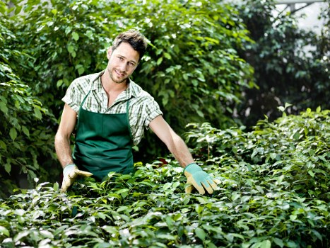 Lawn care and leaf clearance as part of South Harrow garden maintenance