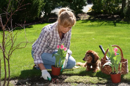Professional lawn edging and mowing in South Harrow