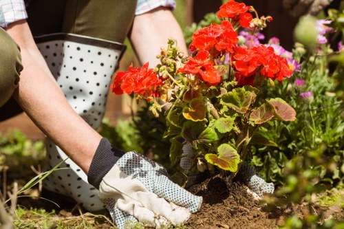 Professional lawn care and border upkeep in South Harrow gardens