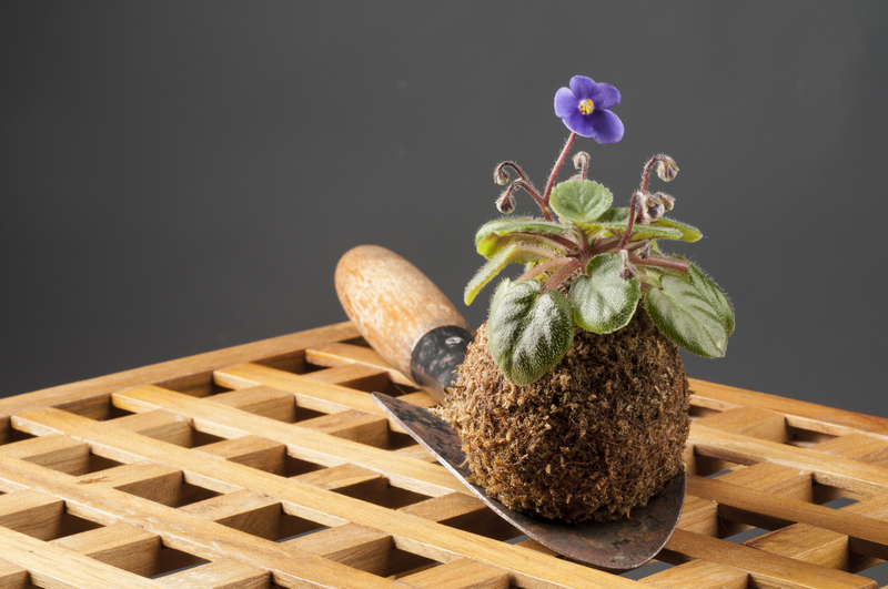 home plants