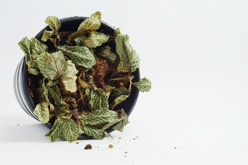 garden design Garden