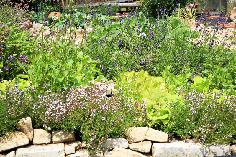 garden design backyard